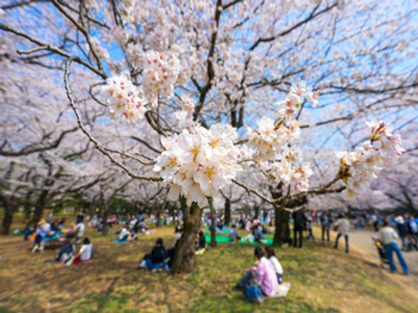 預約粉紅櫻花海♯【東京趣旅行超值5日】橫濱大岡川河畔櫻花步道、三溪園櫻花仙境、忍野八海、大石公園、小江戶冰川神社、國營昭和紀念公園