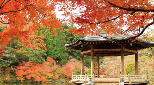 春之紀行.上信越~足利花公園.越後大地6天