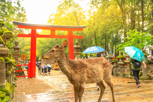 星中關西輕旅5日環球影城.嵐山.達摩寺.萌鹿.馬賽克廣場.伏見稻荷大社