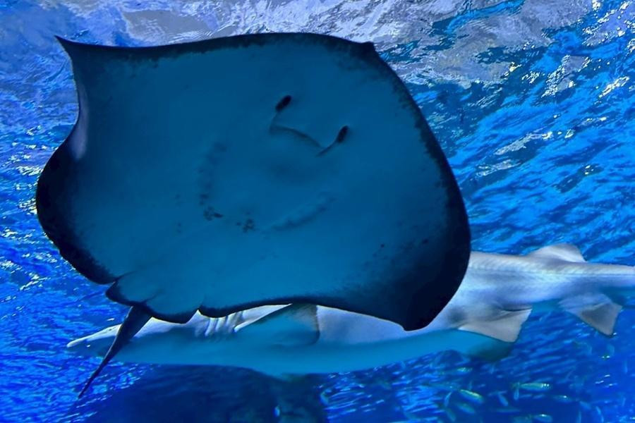 【2晚四星】韓國樂天世界、星空動物探險、五星汗蒸幕、韓服遊古宮5日(一站彩妝)