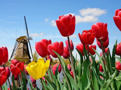 《魅力歐洲》荷德瑞法10日 鬱金香花園、萊茵河三遊船、凱旋門登頂、全覽鐵力士山(花季)