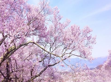 【櫻戀四國】鏡野櫻花隧道．魔女宅急便小豆島．寒霞溪纜車．大步危峽谷遊船．金刀比羅宮．弘人市場．高知城．名湯饗宴4天