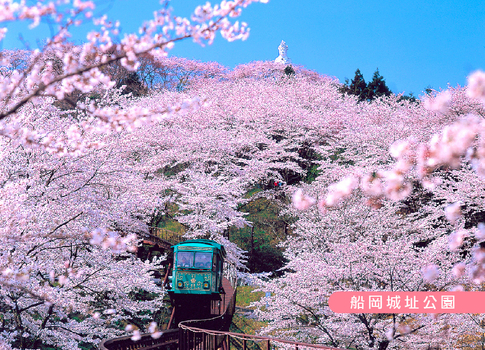 預約粉紅櫻花海♯花現東北百選櫻花雙溫泉5日.夢幻浪漫會津鐵道.採草莓.大內宿.秘境銀山溫泉街.二本松.船岡城址.松島遊船(新潟進仙台出)