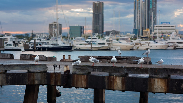易起FUN寒假♯澳洲旅遊｜《小孩不佔床扣一萬》黃金海岸三樂園·親牽羊駝·牛仔很忙曠野馴馬秀·俯瞰絕美海岸線·擁抱無尾熊·超嗨放電黃金7日