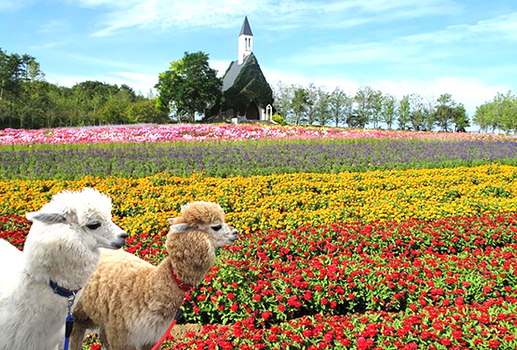 跟團限時省♯夏日名古屋~牧場動物大集合.黑部立山.夏日採果.冰淇淋五日