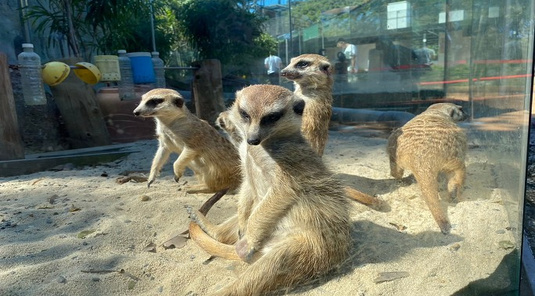 壽山動物園+義大樂園童趣2天