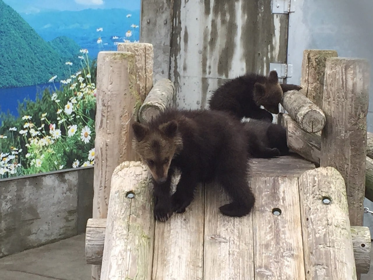 易起追雪限時省♯北海道就愛玩雪5日-函館山百萬夜景、雪上活動、企鵝遊行、猿山溫泉、浪漫小樽