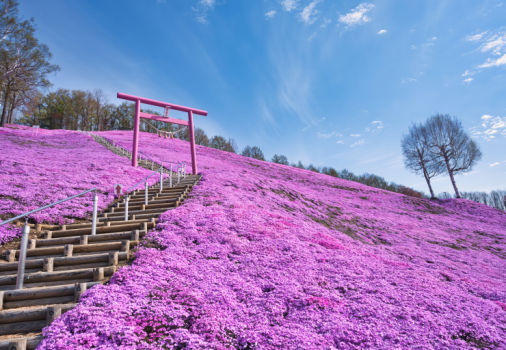 跟團即食行樂♯北海道粉色大地５天～道東花回遊、粉戀芝櫻祭、浪漫鬱金香、旭山動物園、美人足湯浴、三溫泉三大蟹和牛海鮮美饌