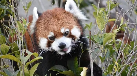 【名古屋】東山動植物園
