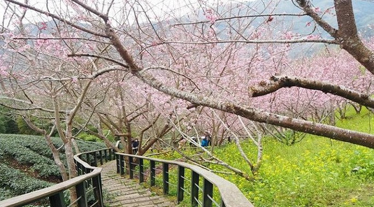 昭和櫻花隧道~走春杉林溪竹海秘境+日月潭湖光水色豐富3天