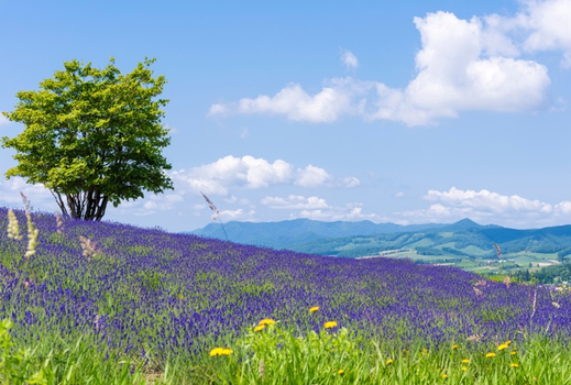 每月一物北海道旅遊|全程無自理餐.企鵝遊行.小樽運河.函館山.螃蟹吃到飽五日|二晚溫泉