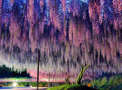 【花遊星關西】紫藤花瀑布x粉紅芝櫻地毯．神隱少女丹後鐵道．清水寺．勝尾寺．天橋立．童話合掌村．燒肉吃到飽．溫泉饗宴 5天