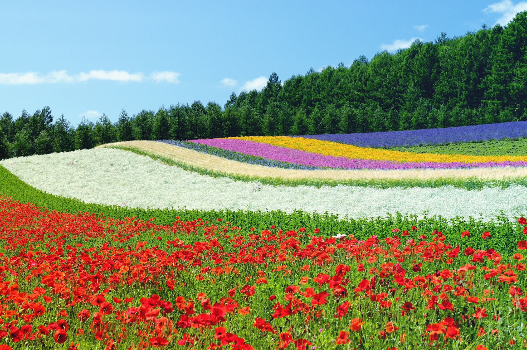 跟團限時超殺省♯北海道花影浪漫５日-洞爺花火、美瑛富良野花田、登別尼克斯、田中酒造、浪漫小樽