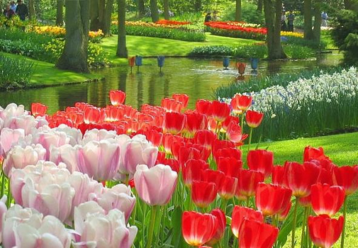 晚鳥限時搶♯華麗歐洲、荷比法～鬱金香花園、亞爾薩斯風情、TGV高速列車、百年古蹟餐廳10日