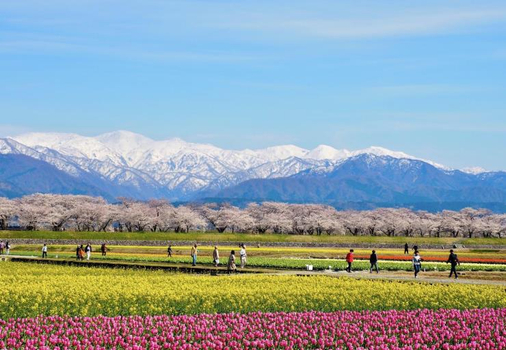 預約粉紅櫻花海♯名古屋春日櫻花雪四重奏6天~新穗高纜車、白川鄉合掌村、名花之里、牧歌之里、金澤飛驒美食