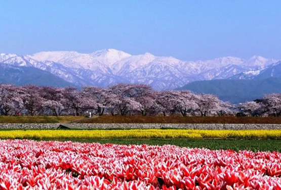 春的四重奏~朝日町.合掌村. 犬山城下町.松本城.賞櫻趣六日