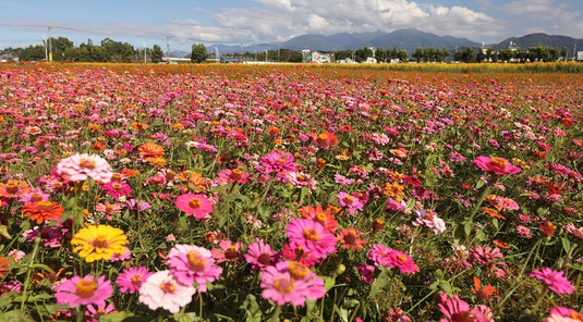 2025台中花毯節~東勢採橘.泰安落雨松一日遊