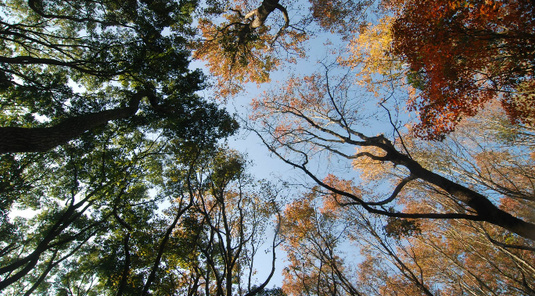秋楓東勢林場·英式公主花園一日遊