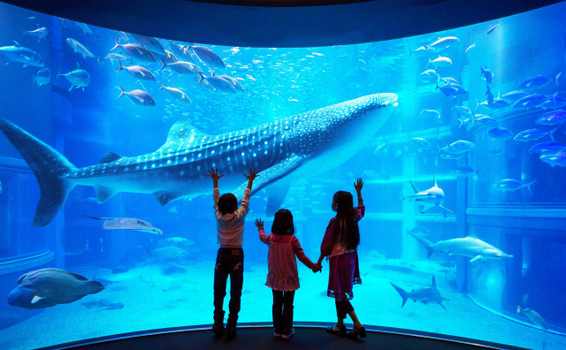 馬年迎春預購♯ 易遊戲雪～星宇冬玩關西5天．環球影城．六甲山雪樂園．大阪海遊館．奈良梅花鹿．春日大社．京都金閣寺．清水寺