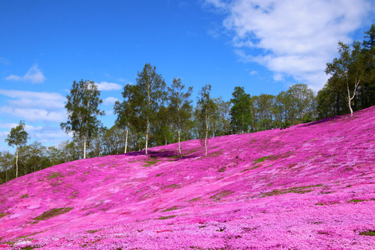 【星宇芝櫻感謝祭北海道７日】芝櫻公園、浪漫鬱金香、釧路溼原、企鵝遊行、池田葡萄酒廠、洞爺湖畔花火、螃蟹美人湯[含稅簽]