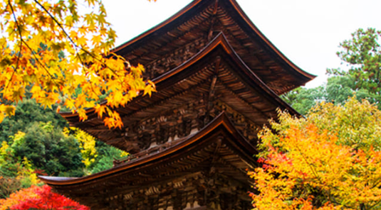 關西紅了 ✦ 古都庭園名城5天