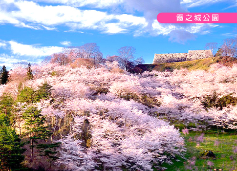 預約粉紅櫻花海♯東北櫻花百選溫泉5日.安達太良空中纜車.會津鐵道.白石川堤一目千本櫻.松島遊船.藍寶石水族館.採果樂.燒肉吃到飽