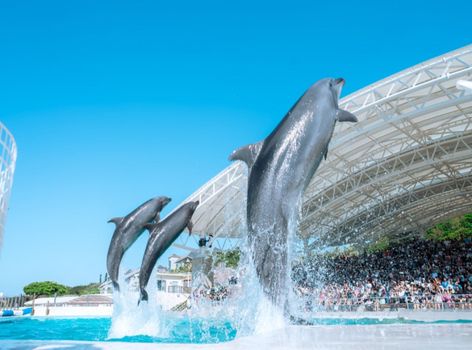 旅展限定【沖繩特惠選】小希臘瀨長島．海洋博．美麗海水族館．美國村．波之上神宮．星野BantaCafe．燒肉吃到飽4天