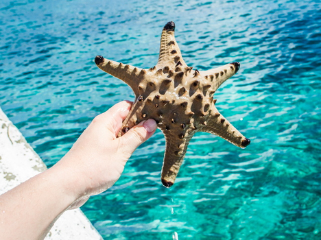 年終揪團特賣♯宿霧與海共舞・資生堂島跳島人文之旅（雙人同行・第2人9900）5日宿霧人文之旅.魚類保護區浮潛.資生堂島.百匯自助餐