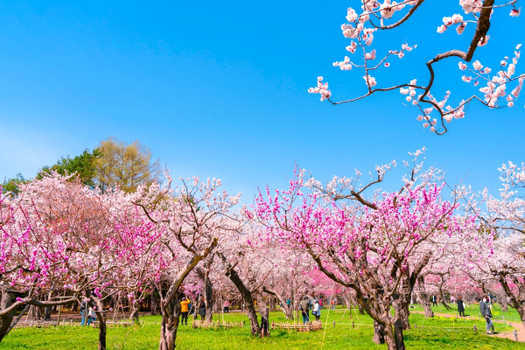 粉紅櫻花餘位搶♯粉櫻享趣北海道６日-函館山夜景、登別櫻花隧道、尼克斯海洋公園、浪漫小樽、洞爺花火