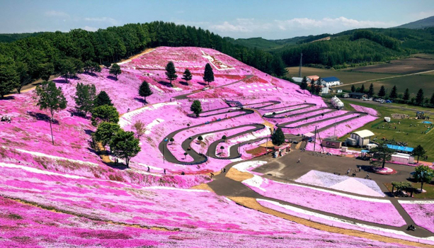 預約粉紅櫻花海♯【酷玩道東櫻花賞X阿寒湖+層雲峽雙溫泉】東藻琴芝櫻+上湧別鬱金香.旭山動物園.白金青池.阿寒愛奴村6天