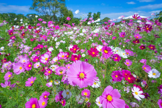福岡粉蝶花&鬱金香嘉年華｜絕美花海公園×A5和牛燒烤×三大蟹吃到飽溫泉五日～湯布院‧柳川遊船‧太宰府(福岡進出-長榮)