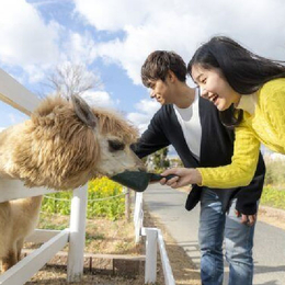 夏日即食行樂♯臺北神戶京阪奈良之旅+動物王國五日~嵐山渡月橋+清水寺+伏見稻荷大社+奈良鹿公園【長榮-臺北出發】