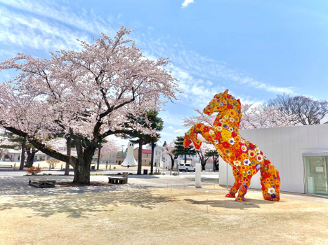 粉紅櫻花餘位搶♯【季節限定】【長榮櫻舞雙城・北海道東北９日】五稜廓櫻花公園、弘前城公園、櫻花隧道、旭山動物園、忍者魁花秀、洞爺湖花火、函館夜景、奧入瀨溪流、十和田美術館、睡魔村、採莓趣、新幹線、螃蟹溫泉[含稅簽]