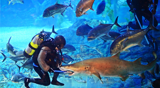 【釜山】SEA LIFE水族館