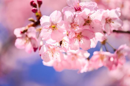 桃園 櫻情繽紛 莒光公園夜櫻 長庚櫻花木棧道 富田花園農場 慈湖光雕水舞秀一日 台中 苗栗 新竹 Eztravel易遊網