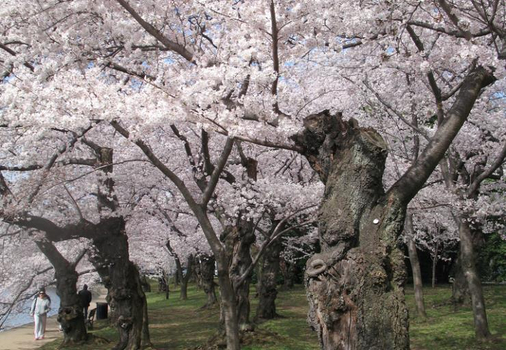 預約粉紅櫻花海♯北海道粉櫻精彩5天~道南櫻花名所、大沼遊覽船、絢麗函館、三大蟹溫泉和牛美饌