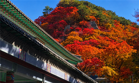 【真航易起飛.嬉遊濟州賞楓去4日】不進蔘肝、楓紅秘境天王寺、雲上的紅葉1100高地、老衡超現實魔幻空間、秋葉花園山茶花之丘、銀白芒草山君不離