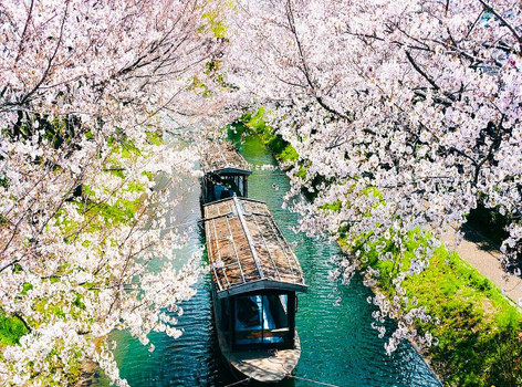 【關西櫻物語】大阪環球影城．神戶須磨海洋世界．伏見十石舟．平安神宮．夙川櫻花大道．嵐山渡月橋．草莓Ｘ燒肉吃到飽 5天