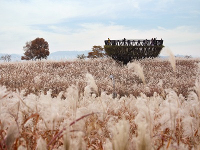 跟團限時省♯【楓紅首爾五日★不進人蔘保肝】南怡島黃金銀杏｜粉紫芒花草｜特色韓屋村｜韓式拉麵DIY