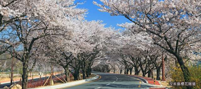 預約粉紅櫻花季♯韓國櫻情綻放5日〈彩妝一站〉-陶唐山櫻花慶典、樂天世界塔、良才川十里櫻花道、自由公園唯美夜櫻、汝矣島櫻花隧道