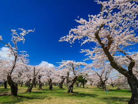 跟團限時省♯北海道函館遇見櫻飛舞5日(千歲/千歲)雙溫泉.百萬纜車.海洋城堡.馬牧場.浪漫小樽.三螃蟹
