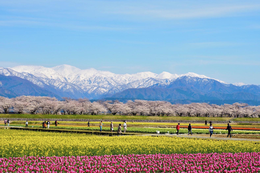北陸黑部立山雪牆~上高地、合掌村、犬山城５日(富山進出)