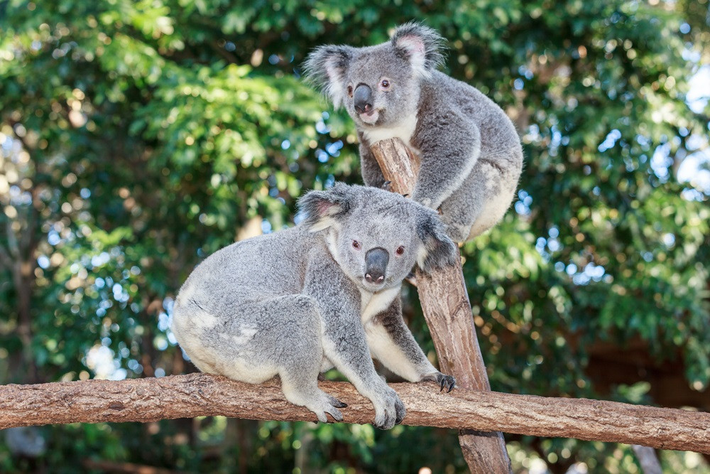 庫倫濱野生動物園旅遊指南 熱門景點資訊 交通地圖 Eztravel易遊網