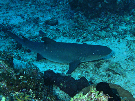 低價來襲♯省遊│菲律賓旅遊│宿霧歐斯陸鯨鯊共游,沙丁魚風暴,跳島浮潛,享用BBQ海鮮餐5日(六人成行.含稅)