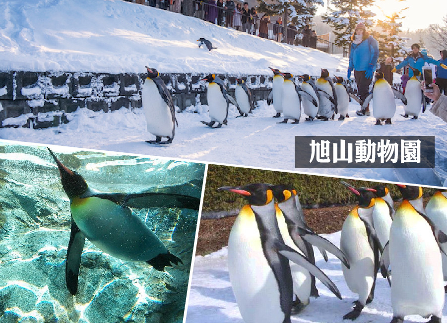 預約幸福冬季♯冰雪繽紛北海道破冰船5日.旭山動物園.小樽運河遊船.阿寒湖冰上釣魚.雪上活動四合一.白色彩燈節.(入住兩晚溫泉)