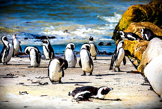 春季揪團省♯「非」玩不可~精彩雙國 史瓦帝尼、南非獵遊13+1天