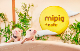 大阪Micro Pig Cafe迷你豬咖啡館體驗