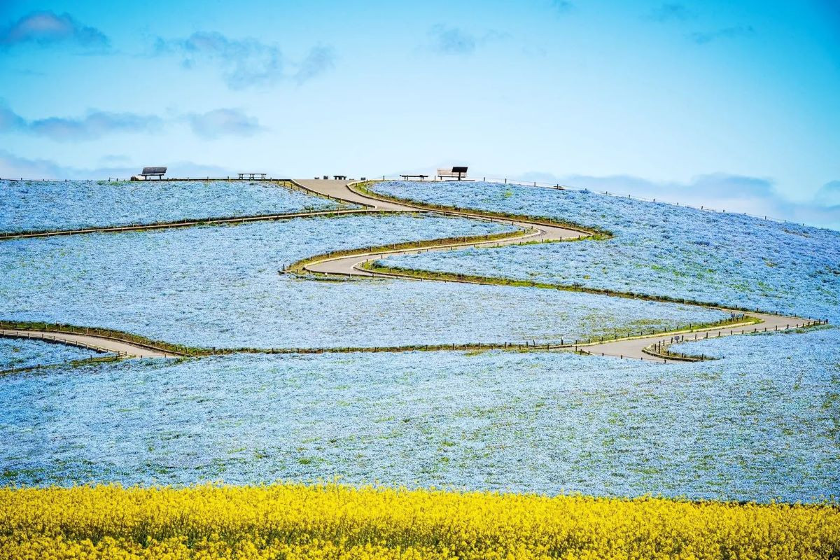 精緻假期~2025立山黑部動感雪牆.白川鄉合掌村.上高地.河口湖+粉蝶花+紫藤花+富士芝櫻六日