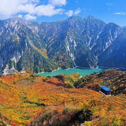 日本阿爾卑斯楓彩.立山黑部全覽.川越小江戶.輕井澤五日(酷航)