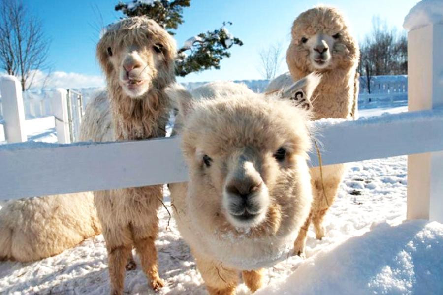 【精選北海道】十勝熱氣球、青池點燈、旭山動物園、藻岩山夜景、雙溫泉五日-BR116